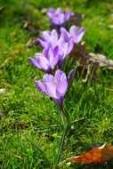 violent crocus in row on green grass
