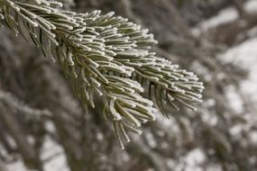 winter fir ice