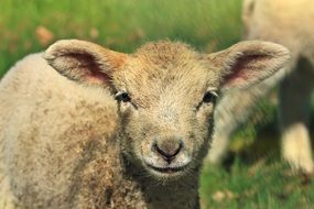 young ram closeup