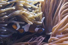 closeup of sea anemones
