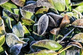 frozen leaves in hoarfrost