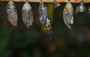 eclosion butterfly cocoons