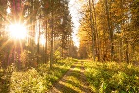 autumn forest leaves in the sun