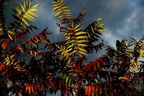 colorful foliage as contrast against a cloudy sky