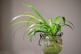 Chlorophytum, plant in jar with water