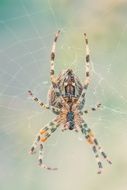 Multi-colored spider on the web
