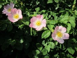 White and pink rosa canina flowers in a garden