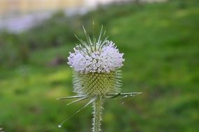 inflorescence of Dipsacus laciniatus at green blurred background