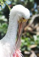 photo of roseate spoonbill in nature