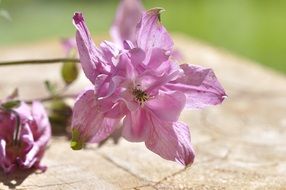 Tender pink flower close-up