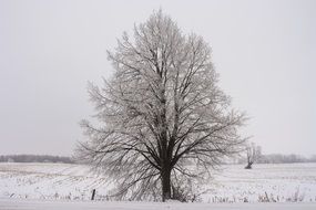 snowy wood on an arable field in winter