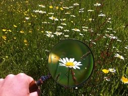 Daisy under the magnifying glass