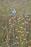 flax plants with seeds and flower