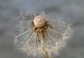 dandelion macro foto