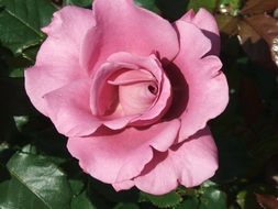 pink rose on a bush in bright sun close up