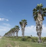 palm trees planted in a row in texas