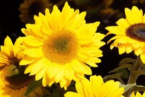 Bright yellow sunflowers close-up