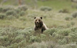 Bear among the bushes