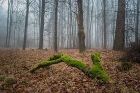 broken branch covered with moss in the forest