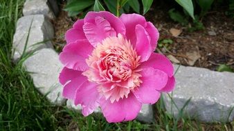 pink peony flower in the garden