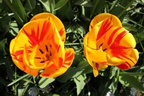 yellow tulips with red stripes in the sun close-up