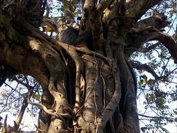 intertwined tree branches