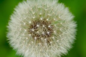 White fluffy dandelion bud