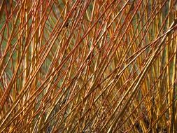 Close-up of willow branches