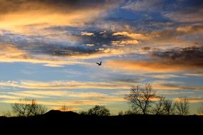 flight of a bird against the background of a romantic sky