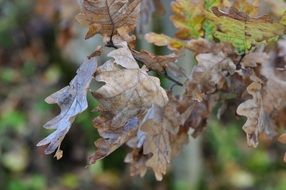 striking leaves nature