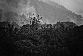 fog mountains black and white photo
