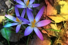 colorful spring flowers in nature in germany