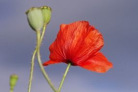 Red poppy on a background of clear blue sky