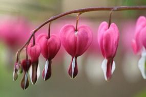 Pink flowering of an ornamental plant