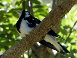 lark on a tree branch