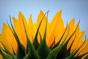 bud of Sunflower view from below