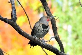 little northern bird on a branch