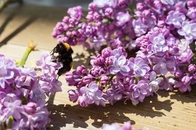 humble bee on purple lilac blossom