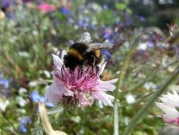 bee sitting on a pink flower