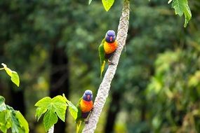 rainbow parrot in a tree in Australia