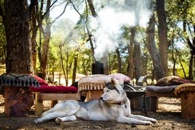 Husky in a place to rest