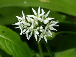 unusual beauty wild garlic flower