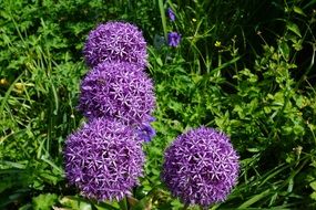 Purple flowering of leeks