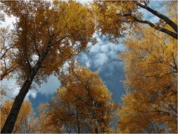Orange leaves on the trees in autumn
