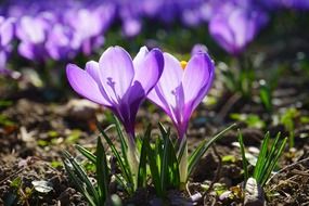 fresh violent crocus flowers
