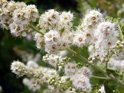 impressive spirea flowers