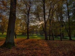 Leaves in the forest in autumn