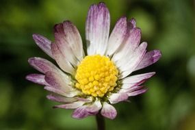 daisy blossom close-up