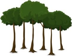 Drawing of trees with long thin trunks