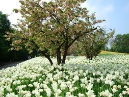 lots of white tulips in spring park